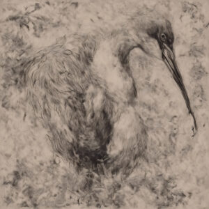 monochromatic portrayal of a bird